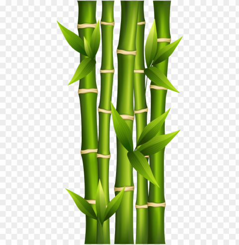 bamboo clipart image - bamboo clipart Transparent PNG Isolated Object Design