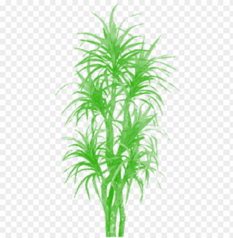 bamboo tree clipart tree plan tree clipart - palm trees Clean Background Isolated PNG Graphic Detail
