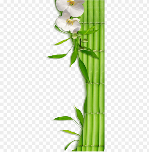 bamboo zen & spa - bamboo PNG design