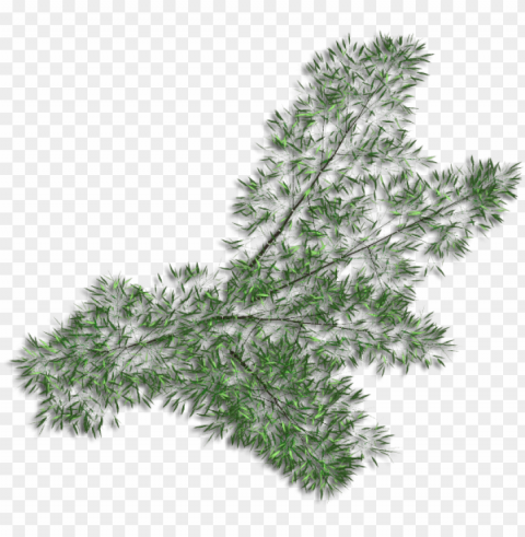 bamboospread - grass PNG Image Isolated with Clear Transparency PNG transparent with Clear Background ID b87a1aa0