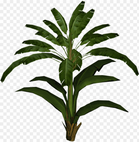 banana leaf palm - banana leaf plant PNG transparent pictures for projects