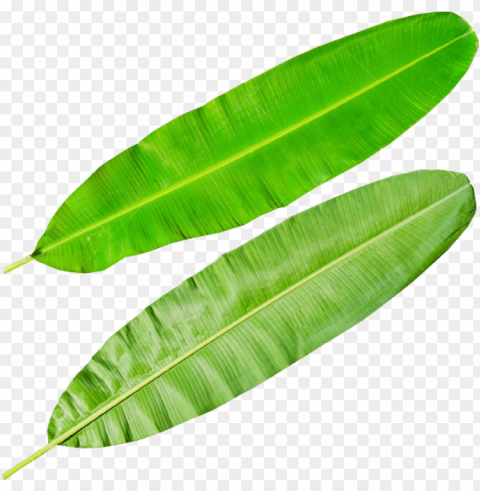 banana leaves - banana leaf diagram PNG images with no watermark