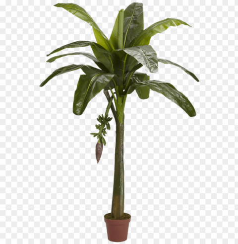 banana tree Free PNG