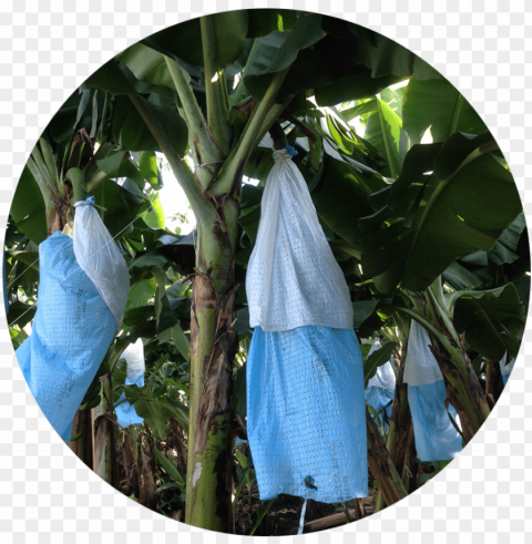 Banana Tree Bag Skirts PNG Clear Images