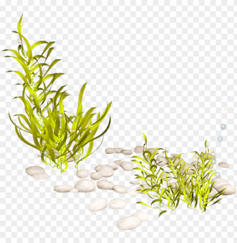 banner download aquatic clip art transprent free - aquatic plant transparent Clean Background Isolated PNG Icon