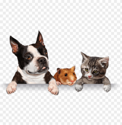 Banner Shadow - Pets PNG Transparent Vectors