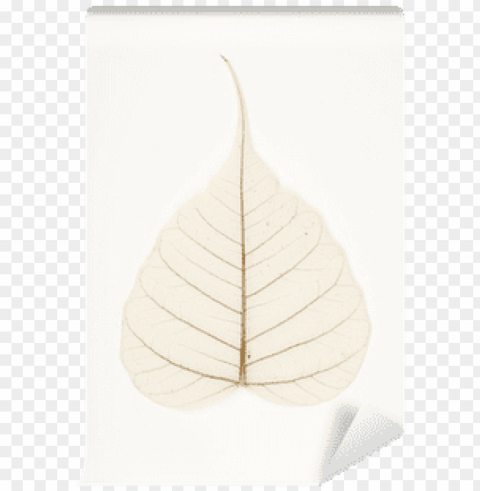 banyan tree leaf PNG no background free PNG transparent with Clear Background ID a799357c