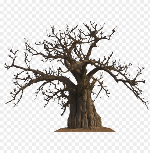 baobab PNG with Isolated Object