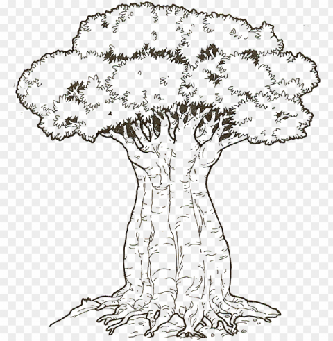 Baobab Tree - Baobab Tree Coloring Page PNG Graphics