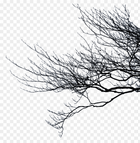 Bare Tree Branch Transparent Background Isolation In HighQuality PNG