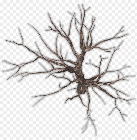 bare tree download - winter tree top view Isolated Object with Transparent Background PNG
