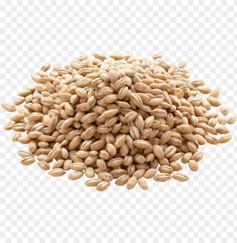 Barley Image - Organic Barley PNG Images With Transparent Canvas Comprehensive Compilation