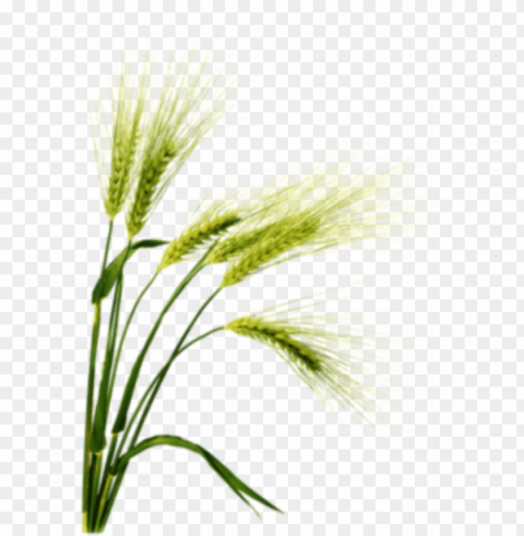 barley image with background - barley PNG images with transparent canvas variety