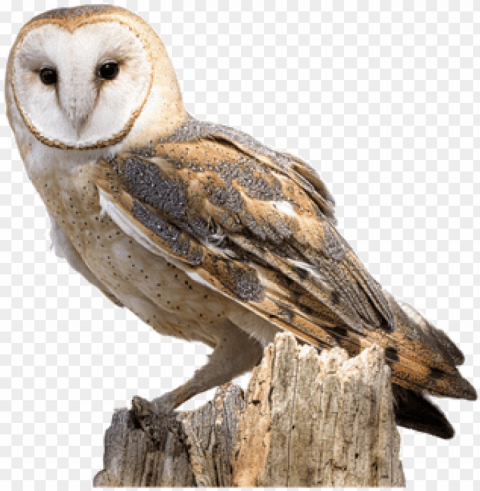 barn owl Transparent PNG picture PNG transparent with Clear Background ID 36eed679