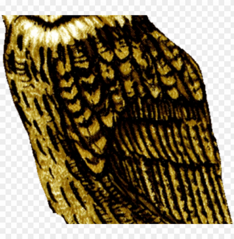 barn owl clipart background - great horned owl PNG images with clear cutout