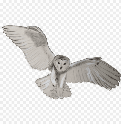 barn owl transparent - owl PNG with alpha channel