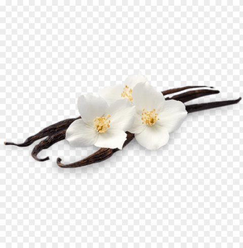 base note - vanilla bean background Isolated Design on Clear Transparent PNG