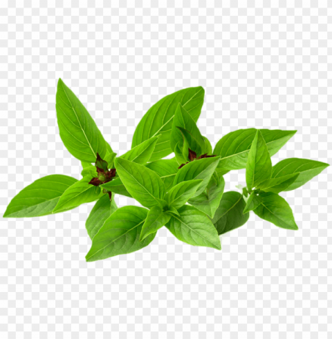 Basil Vector Holy - Basil Transparent PNG Isolated Object Design