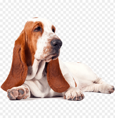 basset hound free download - basset hound dog t shirt i love like basset hound PNG picture