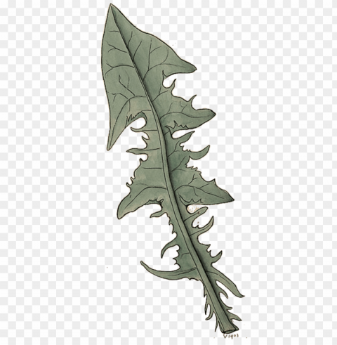 bauhin in his pinax edition of 1623 enumerates two - sea kale Isolated Design Element in Clear Transparent PNG