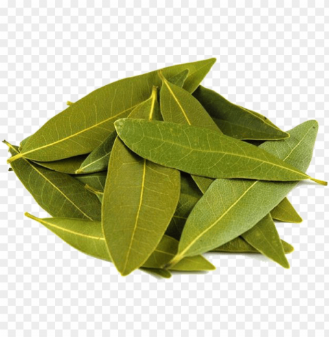 bay leaf - pile of eucalyptus leaves PNG with transparent bg