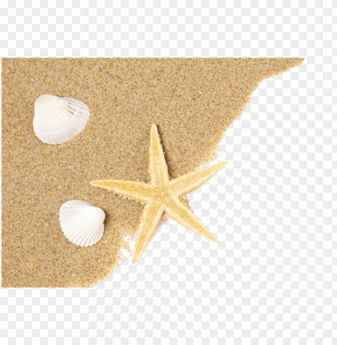 beach - seashell starfish Transparent Background Isolated PNG Icon