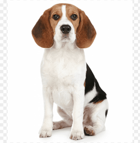 Beagle High-resolution PNG Images With Transparency Wide Set