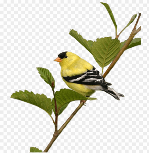 beautiful birds Isolated Subject in Clear Transparent PNG