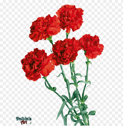 beautiful carnation flowers by makiskan - chinese mothers day flower Clear background PNG graphics