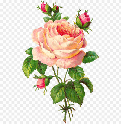 beautiful clipart rose flower - vintage rose flowers art Isolated Item on Clear Transparent PNG