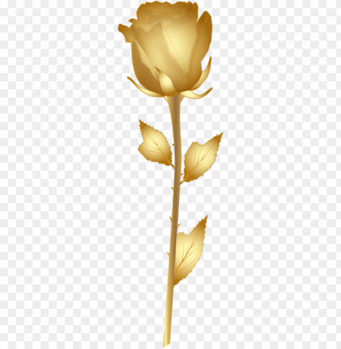 beautiful gold rose clip art image - golden flowers clip art PNG graphics with alpha channel pack