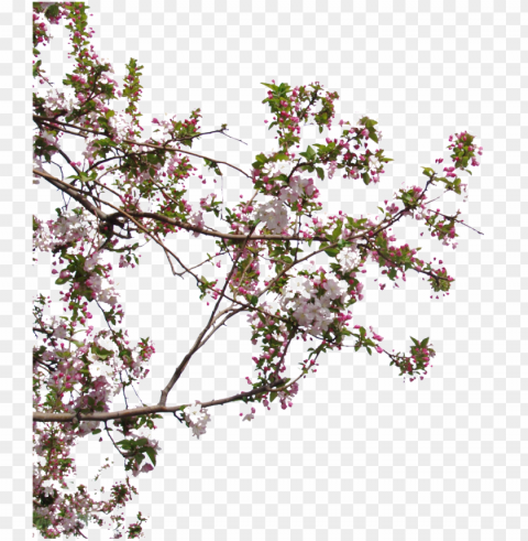 beautiful high definition close up peach tree peach - hausmodelle Free PNG images with transparent backgrounds