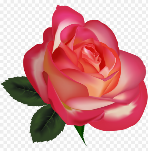 beautiful rose clipart image - rosas o flores PNG images with alpha transparency wide collection