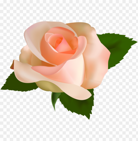 beautiful rose clipart - peach rose clip art PNG Image with Clear Isolated Object