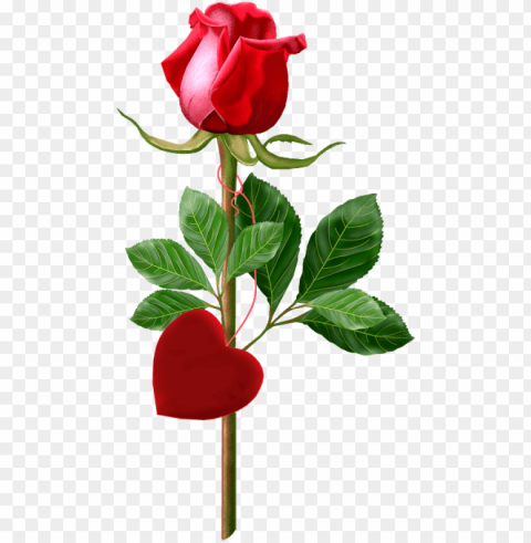 beautiful single rose red - happy anniversary with rose Isolated PNG Object with Clear Background PNG transparent with Clear Background ID 1e5646e6