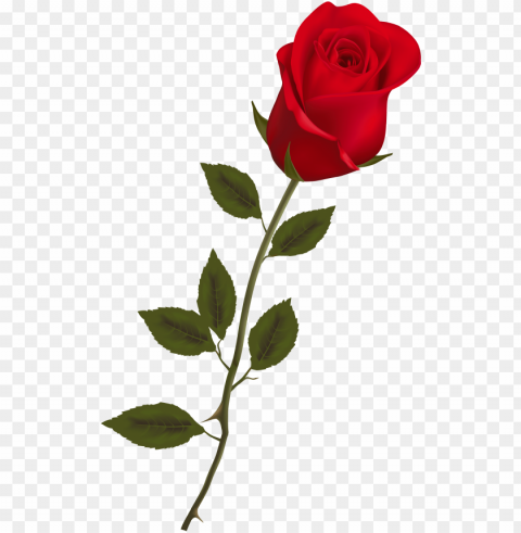 beautiful stem red rose clipart - rose PNG images with no background comprehensive set