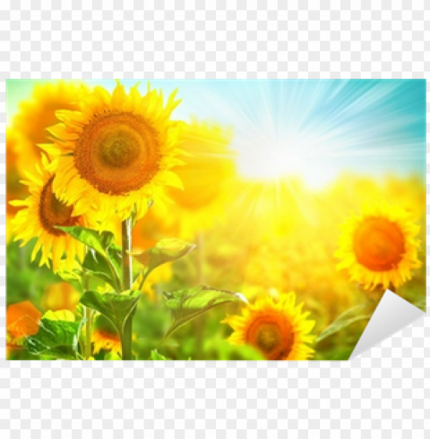 beautiful sunflower blooming on the field - beautiful sunflower field Isolated Graphic on HighQuality Transparent PNG
