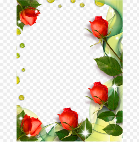 Red Rose Border with Green Leaves and Dew Drops PNG files with transparent backdrop