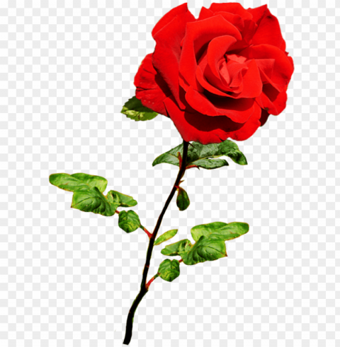 beautiful valentine rose valentine red rose on stalk - red rose Free PNG images with alpha channel set