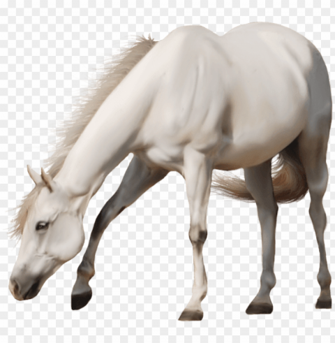 beautiful white horse - free transparent background horse PNG graphics