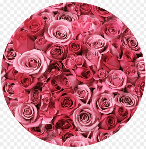 bed of roses entertainment - roses in a circle Isolated Graphic on Clear Transparent PNG