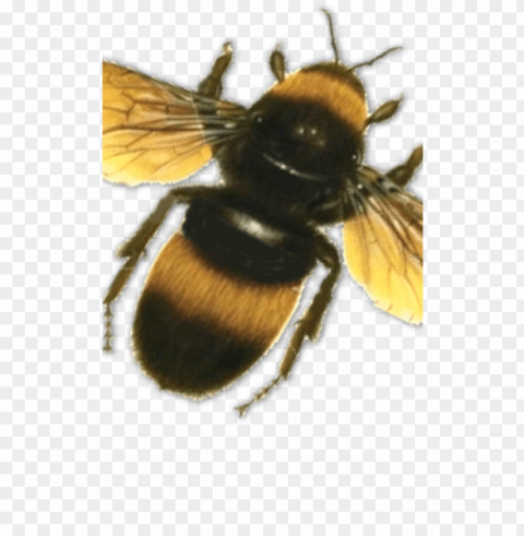 bee-430x860 - bees psd Free PNG images with alpha transparency