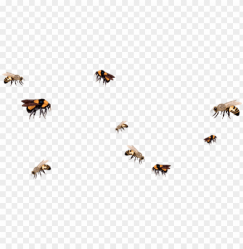 bee drawing aesthetic - bee transparent Clear Background PNG with Isolation