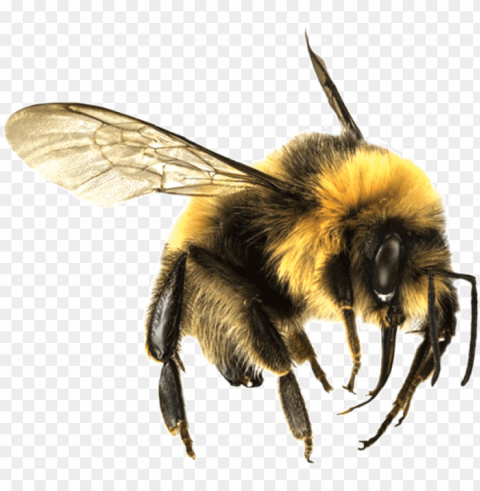 bee - bumble bee PNG Illustration Isolated on Transparent Backdrop