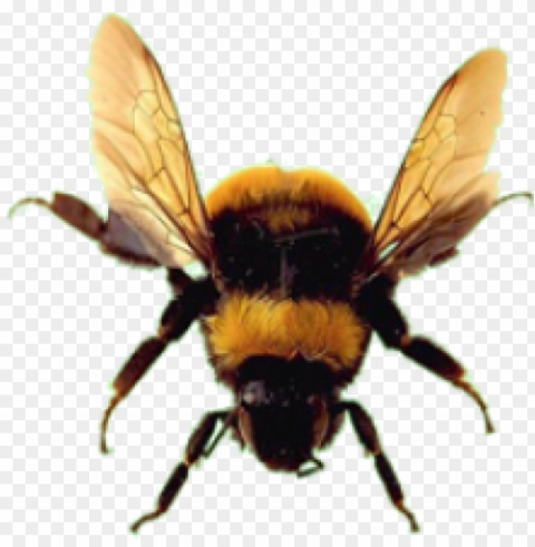 bee download free - bumble bee no background Transparent PNG Illustration with Isolation
