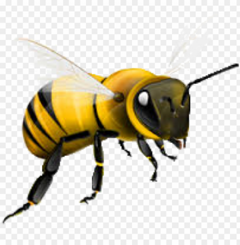 bee free - honey bee Transparent PNG Image Isolation