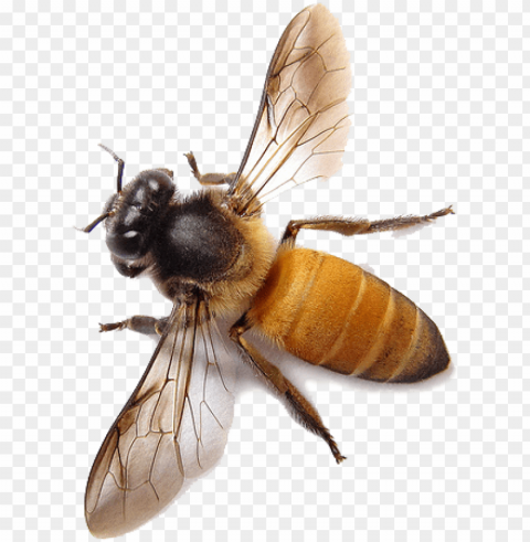 bee image - honey bee PNG images with no fees
