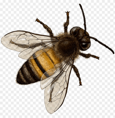 bee image with transparent background - bee PNG images for banners