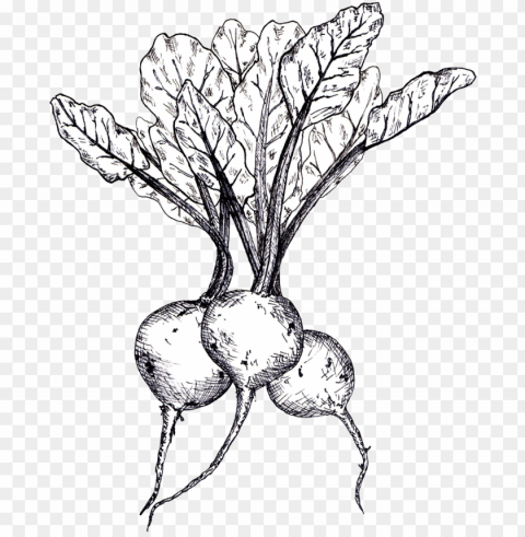 beets linedrawing - beetroot Free PNG download no background