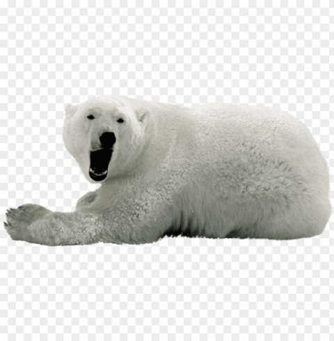 Белый Медведь HighResolution Transparent PNG Isolated Item